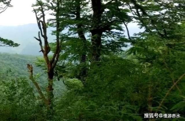 动物帮帮忙保卫家园