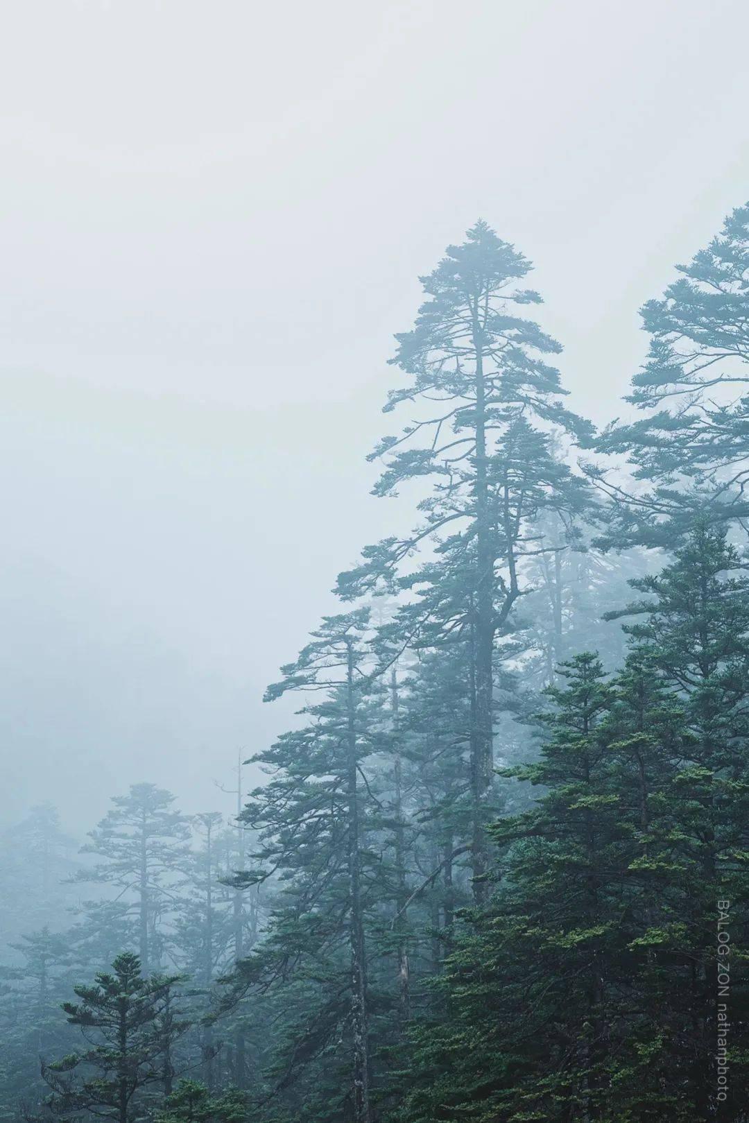 救援达尔马提亚狗